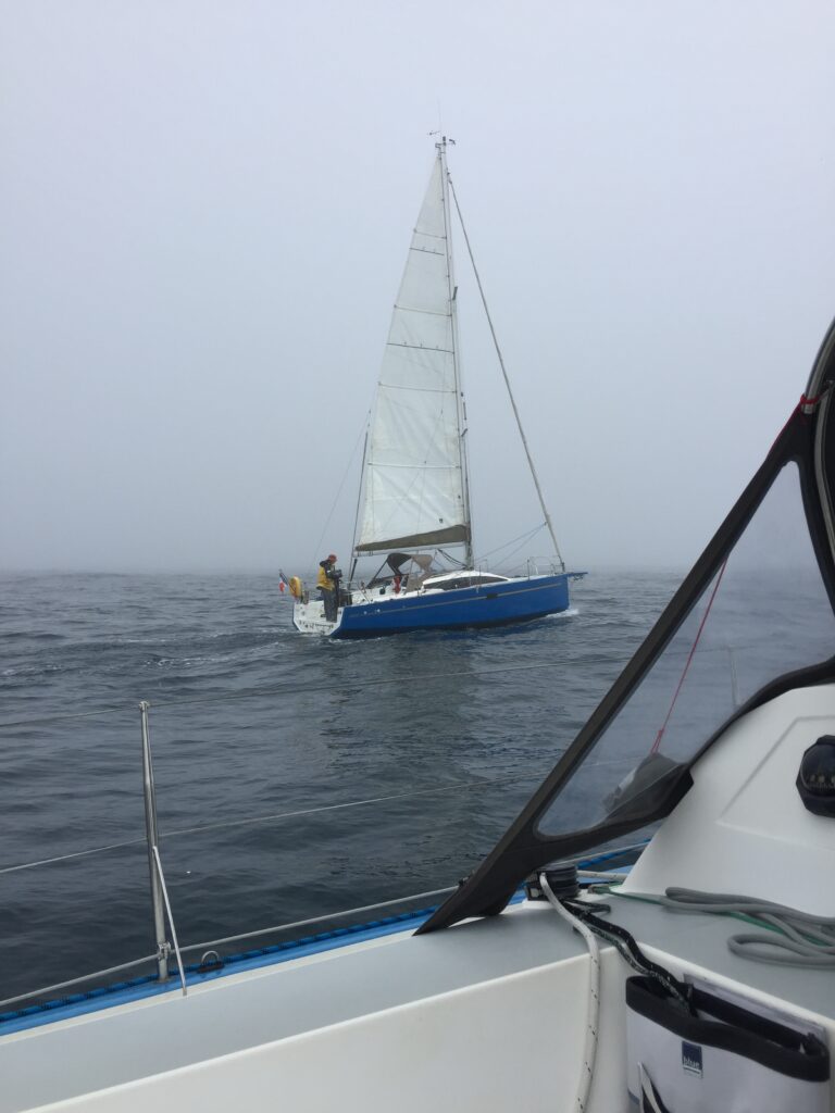 Cocotier dans la brume